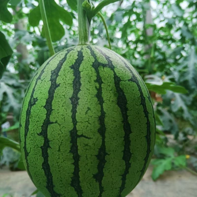 沧州沧县小糖丸西瓜新鲜上市大量有现货批发