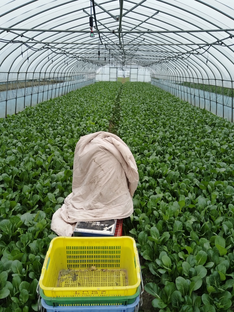 青菜苔精品菜苔菜苔产地直发量大从优可视频看货对接全国