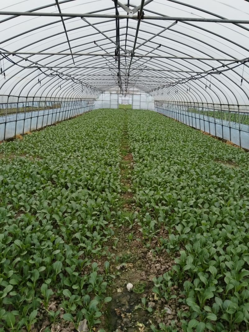 青菜苔精品菜苔菜苔产地直发量大从优可视频看货对接全国
