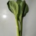 青菜苔精品菜苔菜苔产地直发量大从优可视频看货对接全国