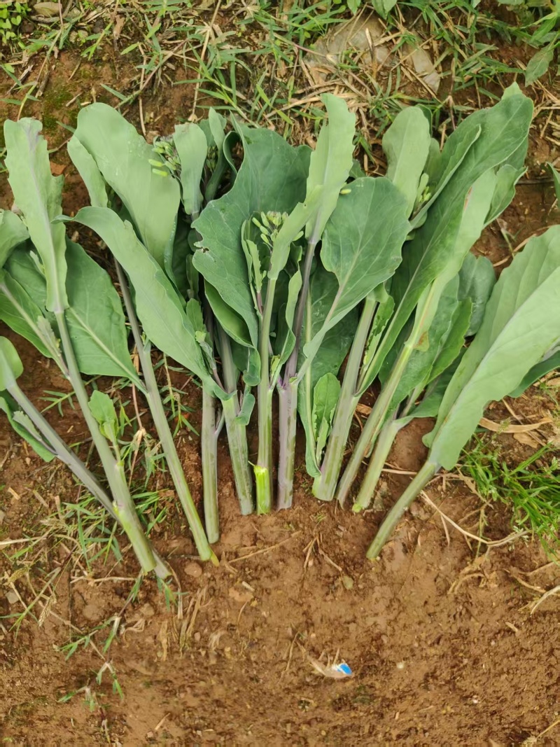 青菜苔精品菜苔菜苔产地直发量大从优可视频看货对接全国