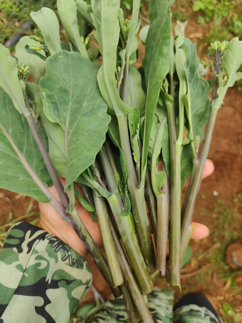 青菜苔精品菜苔菜苔产地直发量大从优可视频看货对接全国