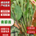 青菜苔精品菜苔菜苔产地直发量大从优可视频看货对接全国