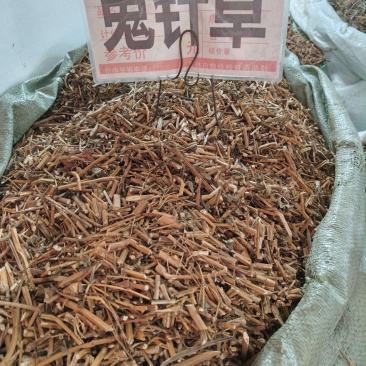 鬼针草大货价3元/斤