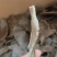【花生饼】生榨花生饼，欢迎客商前来采购！支持视频看货