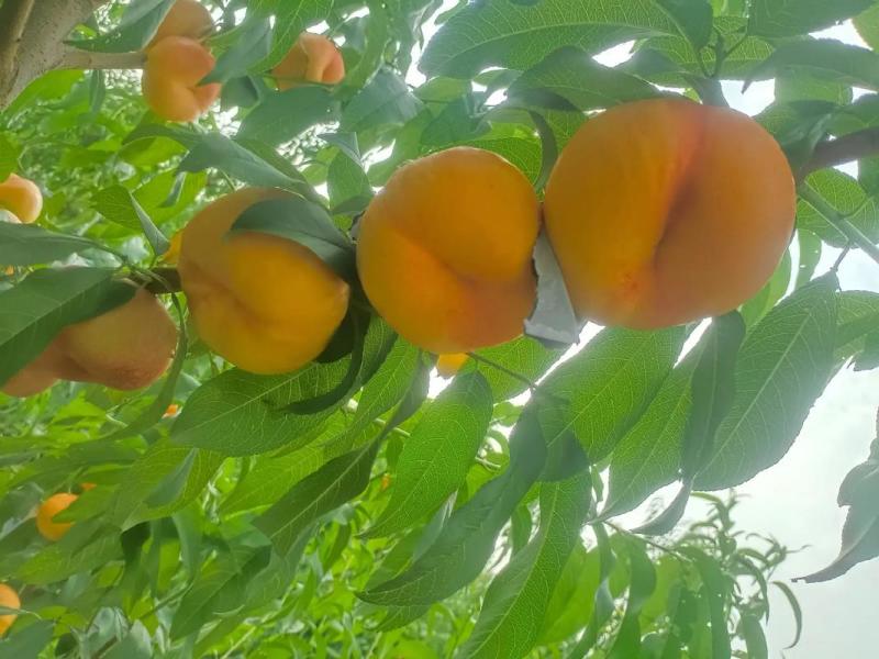 辽宁油蟠桃精品1-21油蟠桃现摘现发大量现货直发