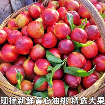 湖北油桃/中油/金蕾曙光大量供应，对接市场，电商，欢迎来电