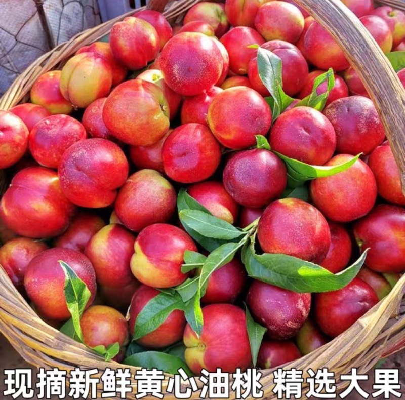 湖北油桃/中油/金蕾曙光大量供应，对接市场，电商，欢迎来电