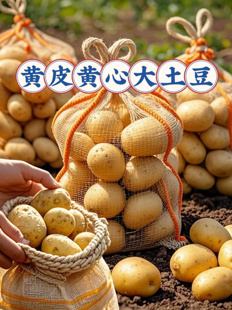 河南黄心土豆基地直发对接电商市场商超可视频