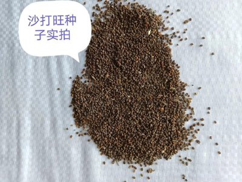 沙打旺种子