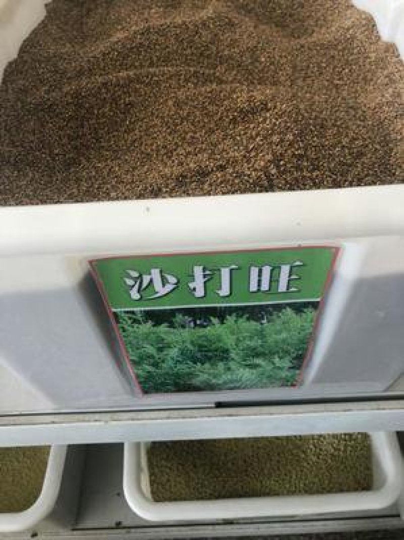 沙打旺种子