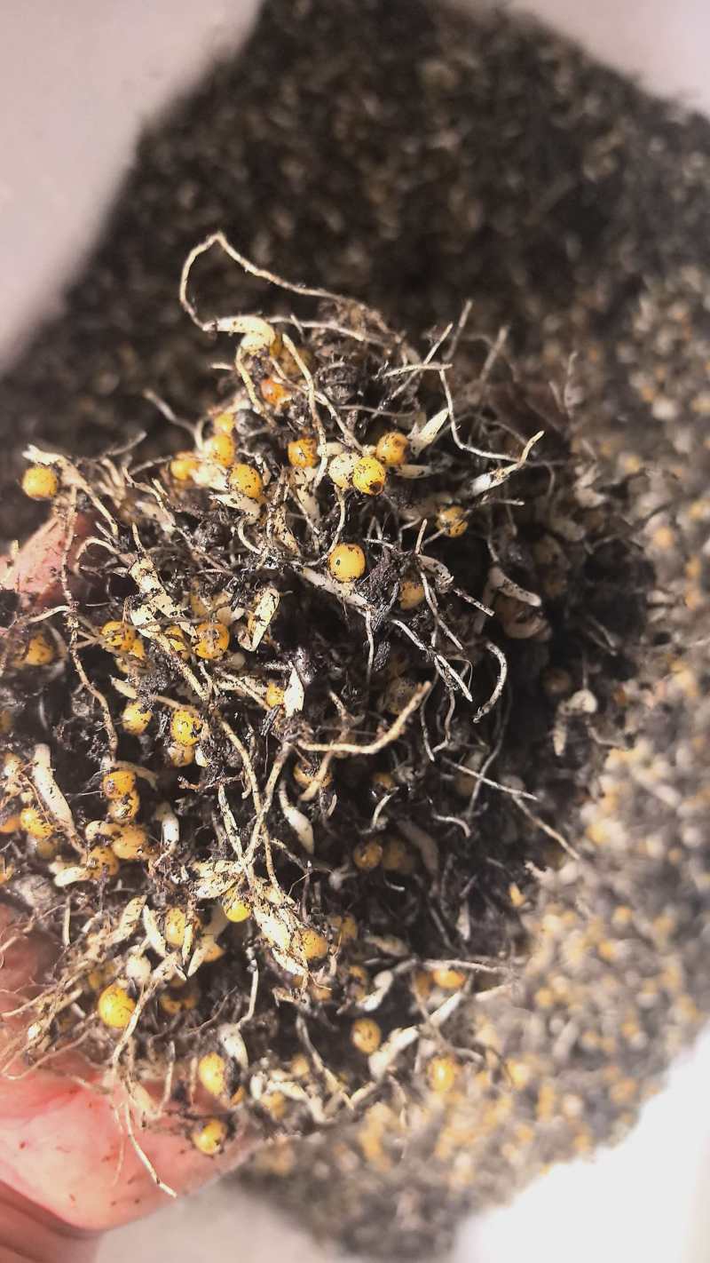 贵州滇黄精中红催芽种子/量大从优/包成活欢迎老板联系