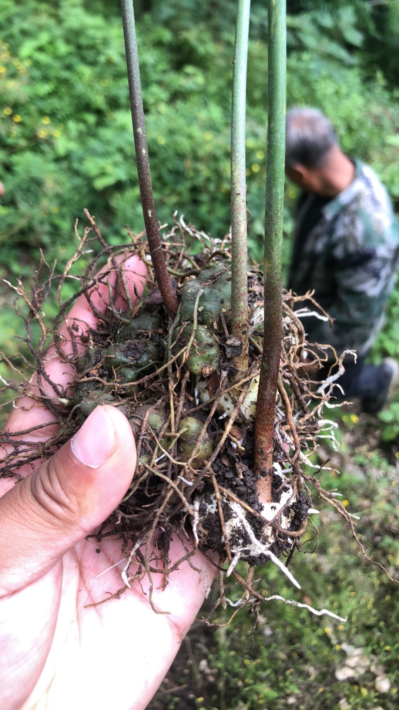 贵州滇黄精中红催芽种子/量大从优/包成活欢迎老板联系