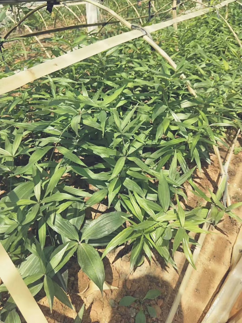 滇黄精中红花苗/规格齐全/量大价优/欢迎老板联系