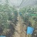 滇黄精中红花苗/规格齐全/量大价优/欢迎老板联系