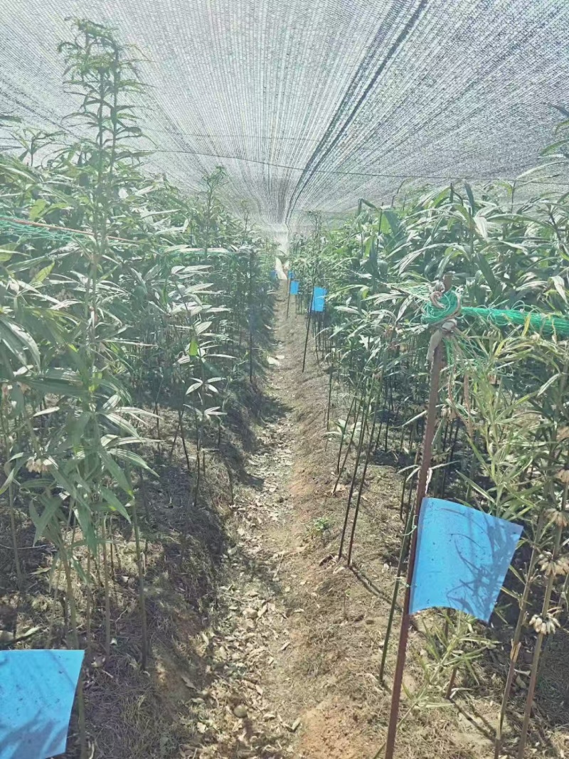 滇黄精中红花苗/规格齐全/量大价优/欢迎老板联系