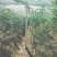 滇黄精中红花苗/规格齐全/量大价优/欢迎老板联系