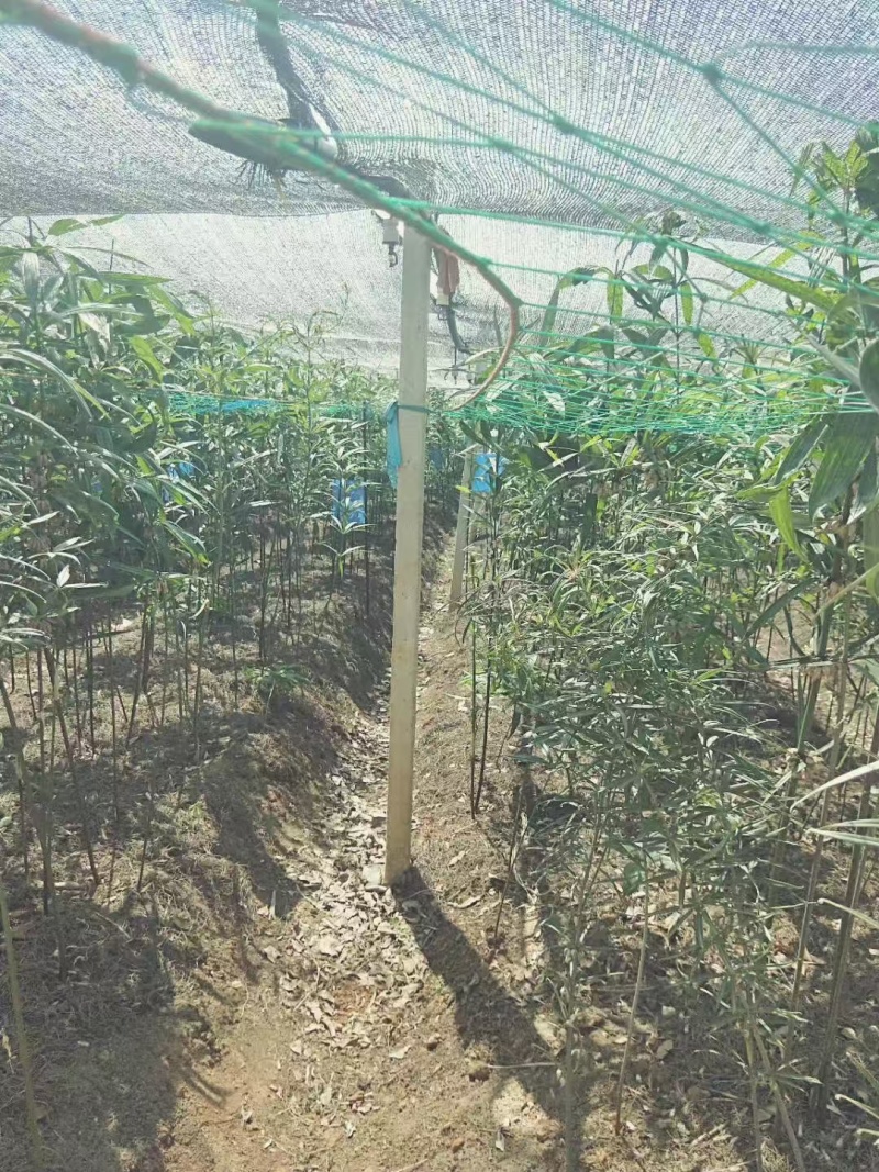 滇黄精中红花苗/规格齐全/量大价优/欢迎老板联系