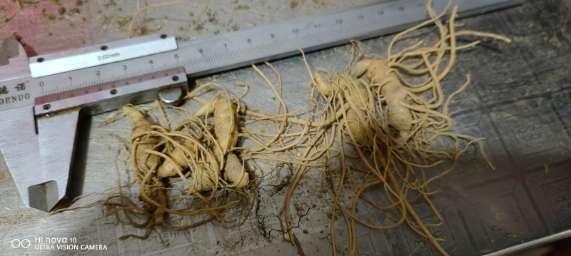 多花黄精种苗育苗基地直发/量大从优规格齐全/欢迎联系