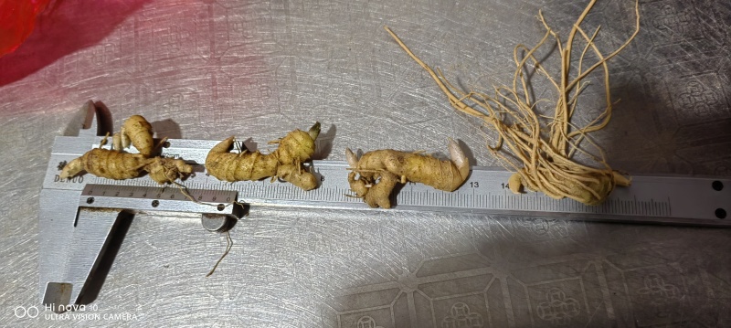 多花黄精种苗育苗基地直发/量大从优规格齐全/欢迎联系