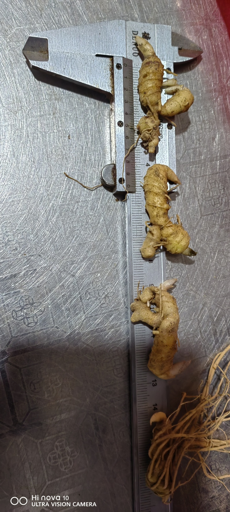 多花黄精种苗育苗基地直发/量大从优规格齐全/欢迎联系