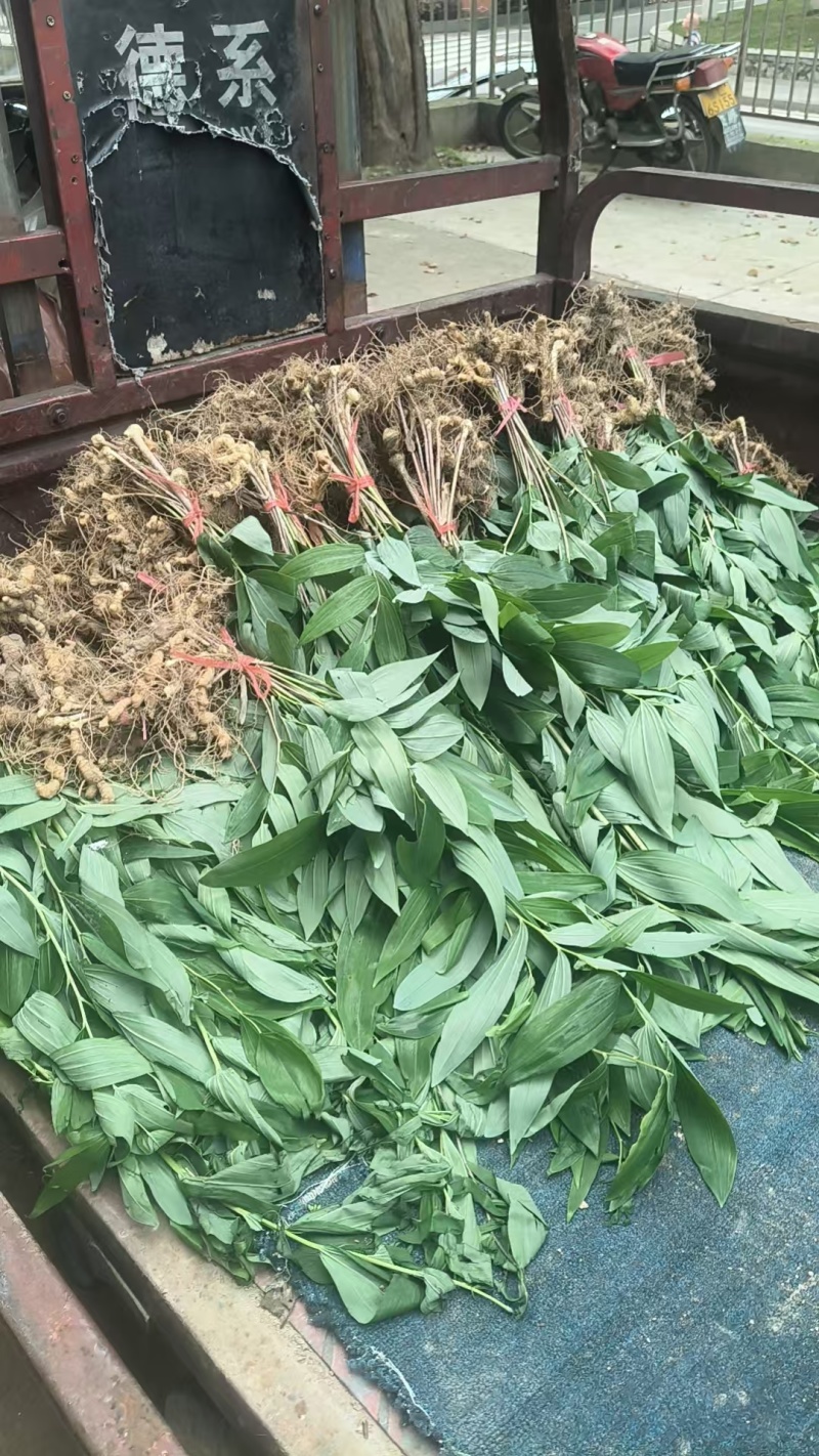 多花黄精种苗育苗基地直发/量大从优规格齐全/欢迎联系