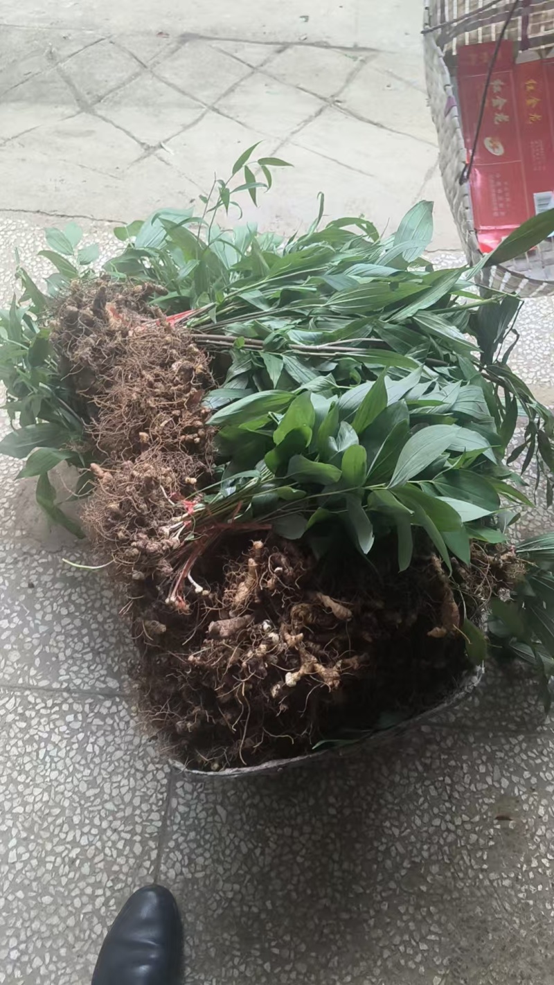 多花黄精种苗育苗基地直发/量大从优规格齐全/欢迎联系