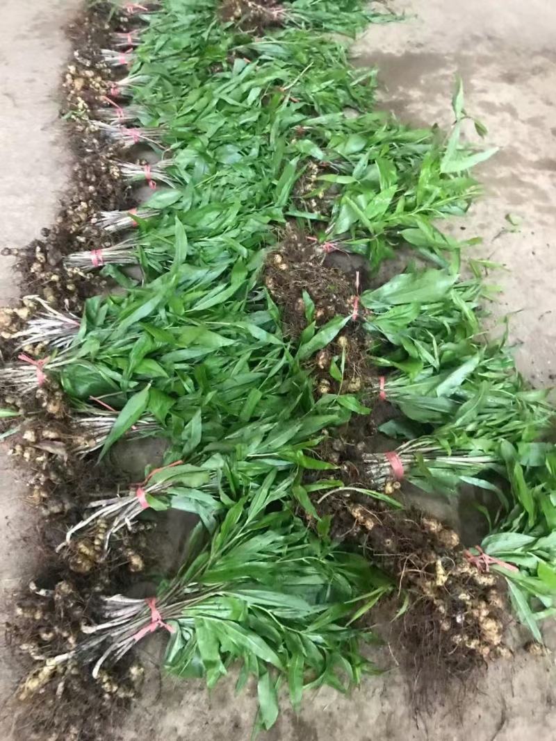 多花黄精种苗育苗基地直发/量大从优规格齐全/欢迎联系