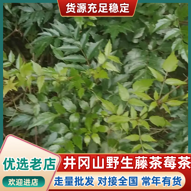 井冈山野生藤茶莓茶嫩叶散装批发产自井冈山市深山老林无农残