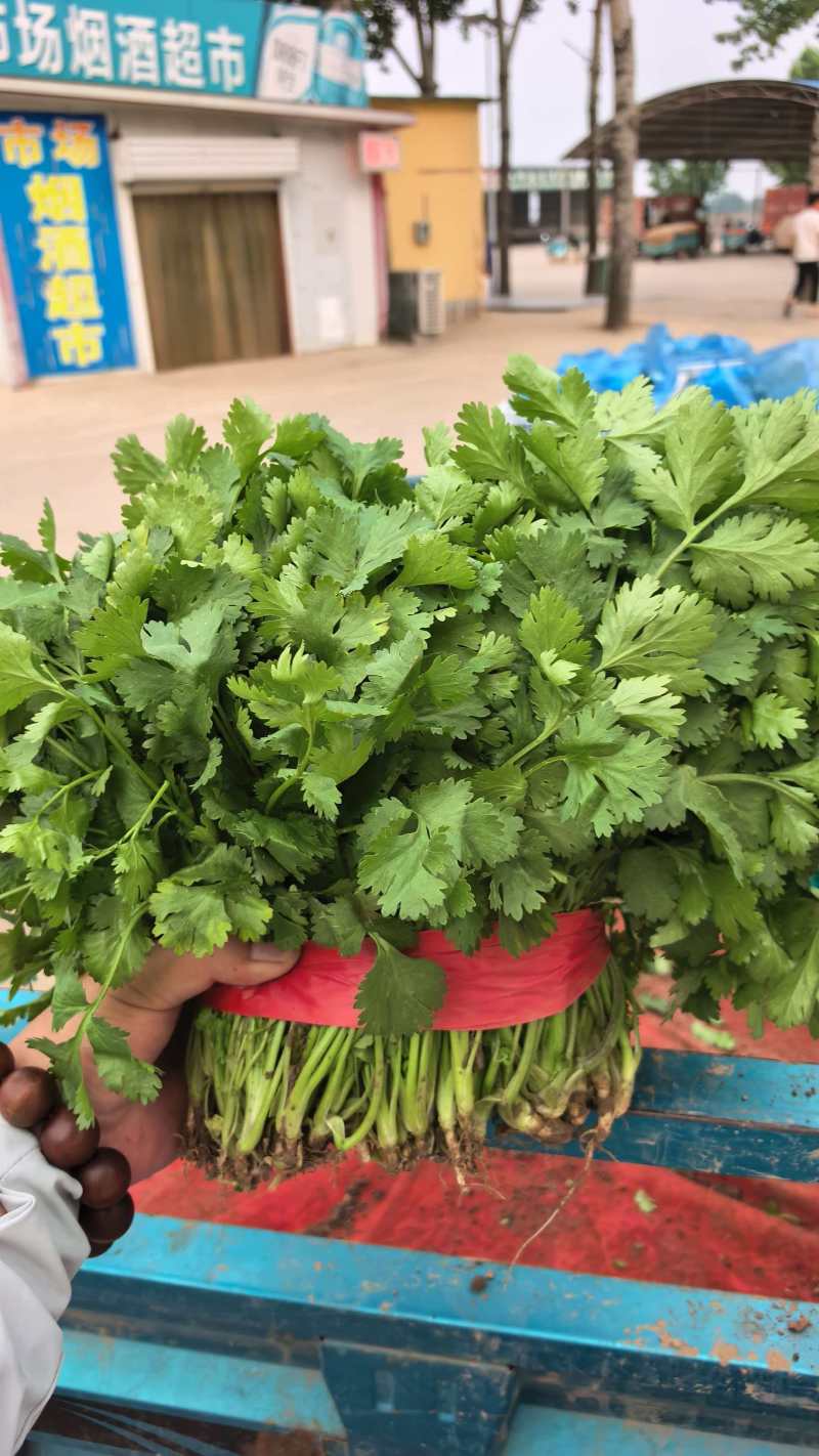 河北大叶香菜基地直发常年大量供应可视频看货订货