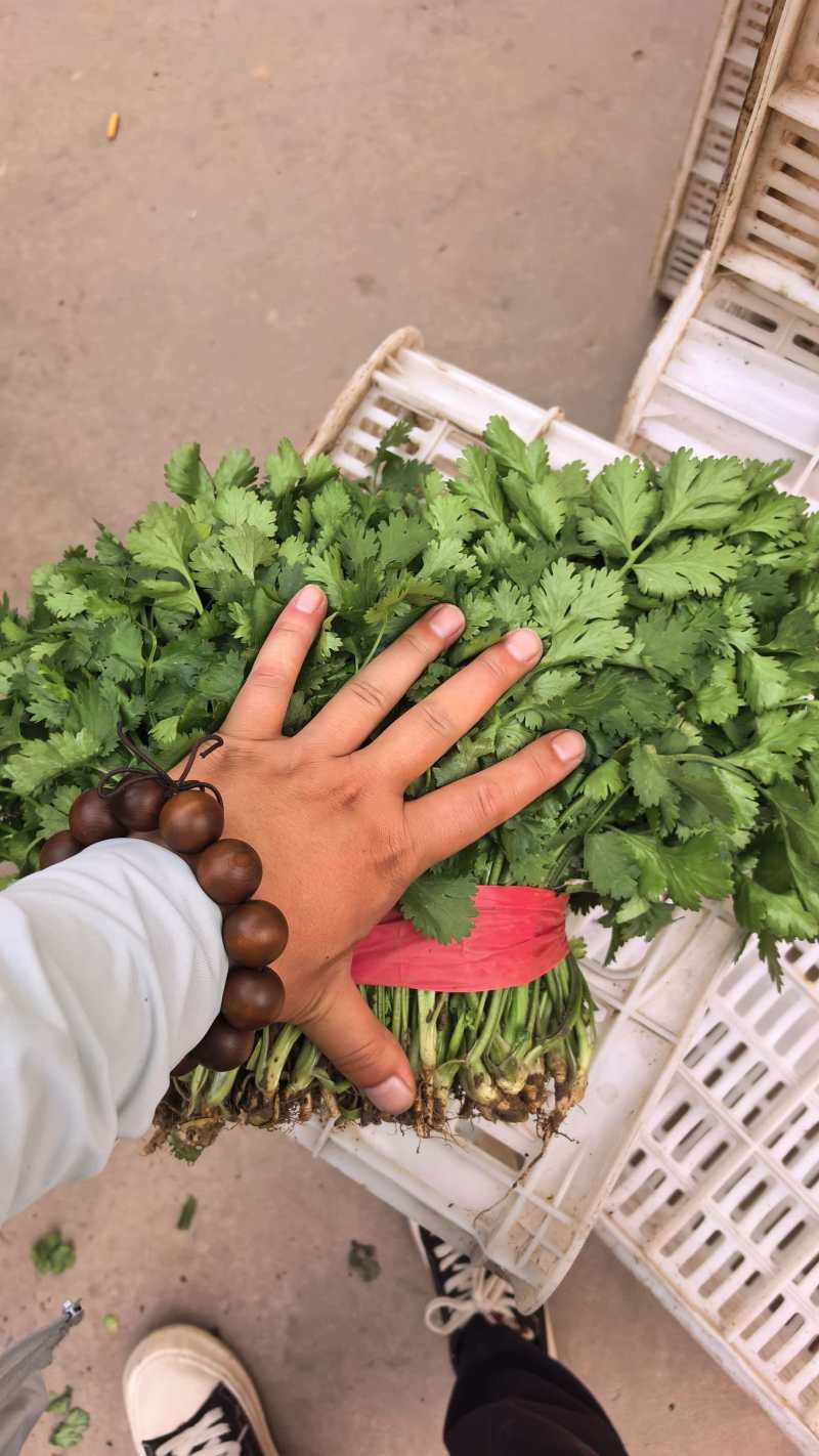 河北大叶香菜基地直发常年大量供应可视频看货订货