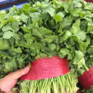 河北大叶香菜基地直发常年大量供应可视频看货订货