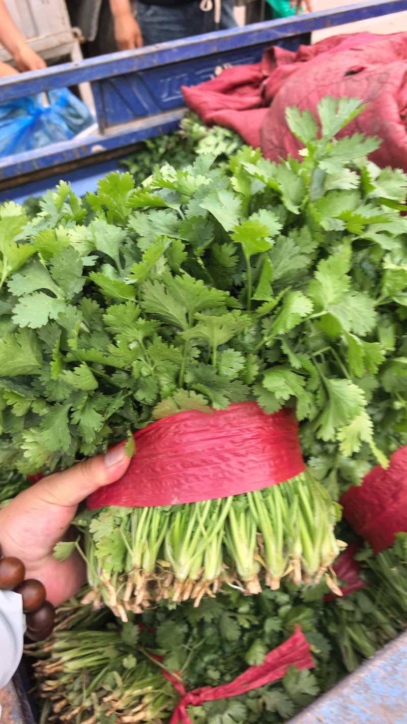 河北大叶香菜基地直发常年大量供应可视频看货订货