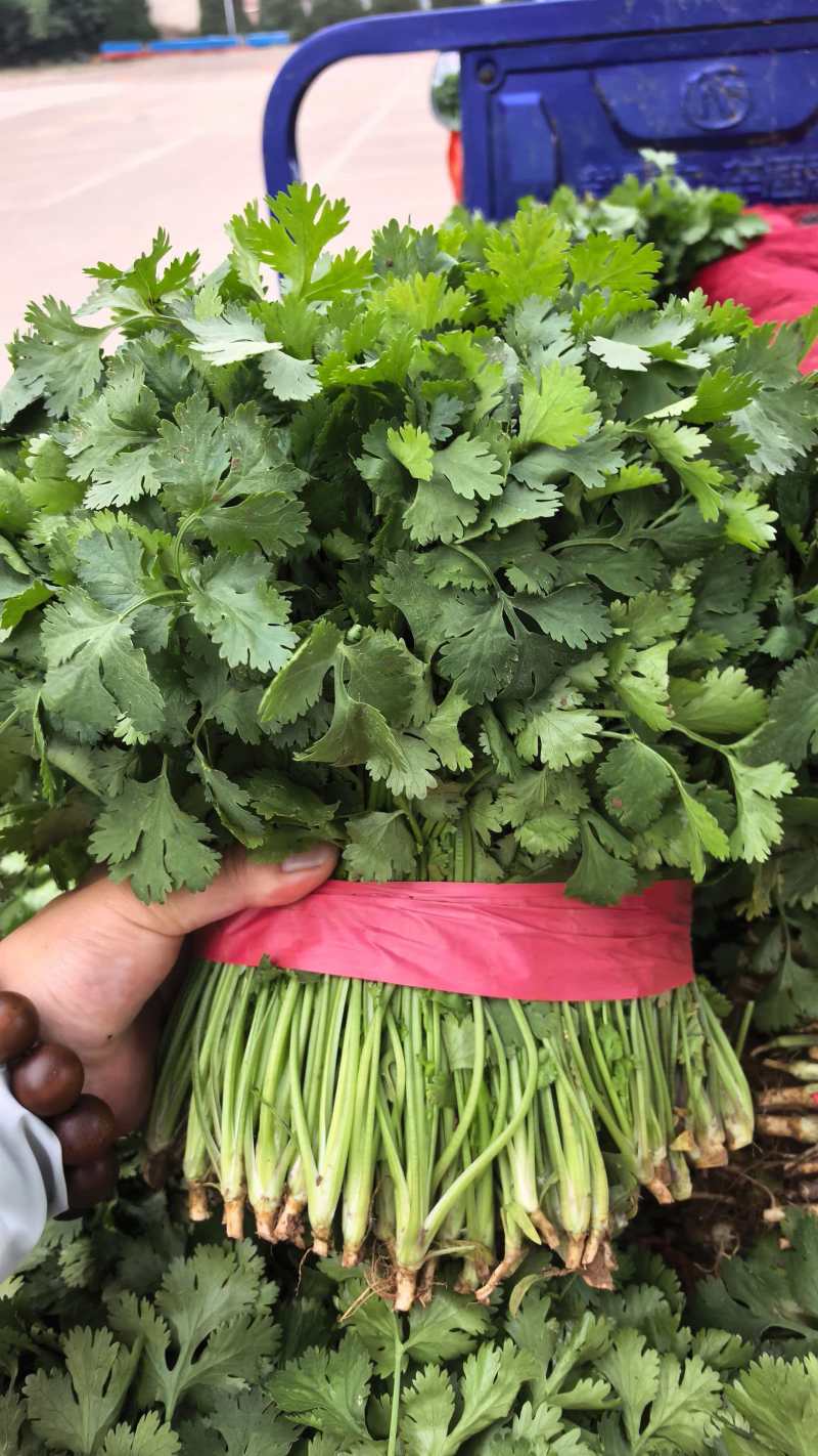 河北大叶香菜基地直发常年大量供应可视频看货订货