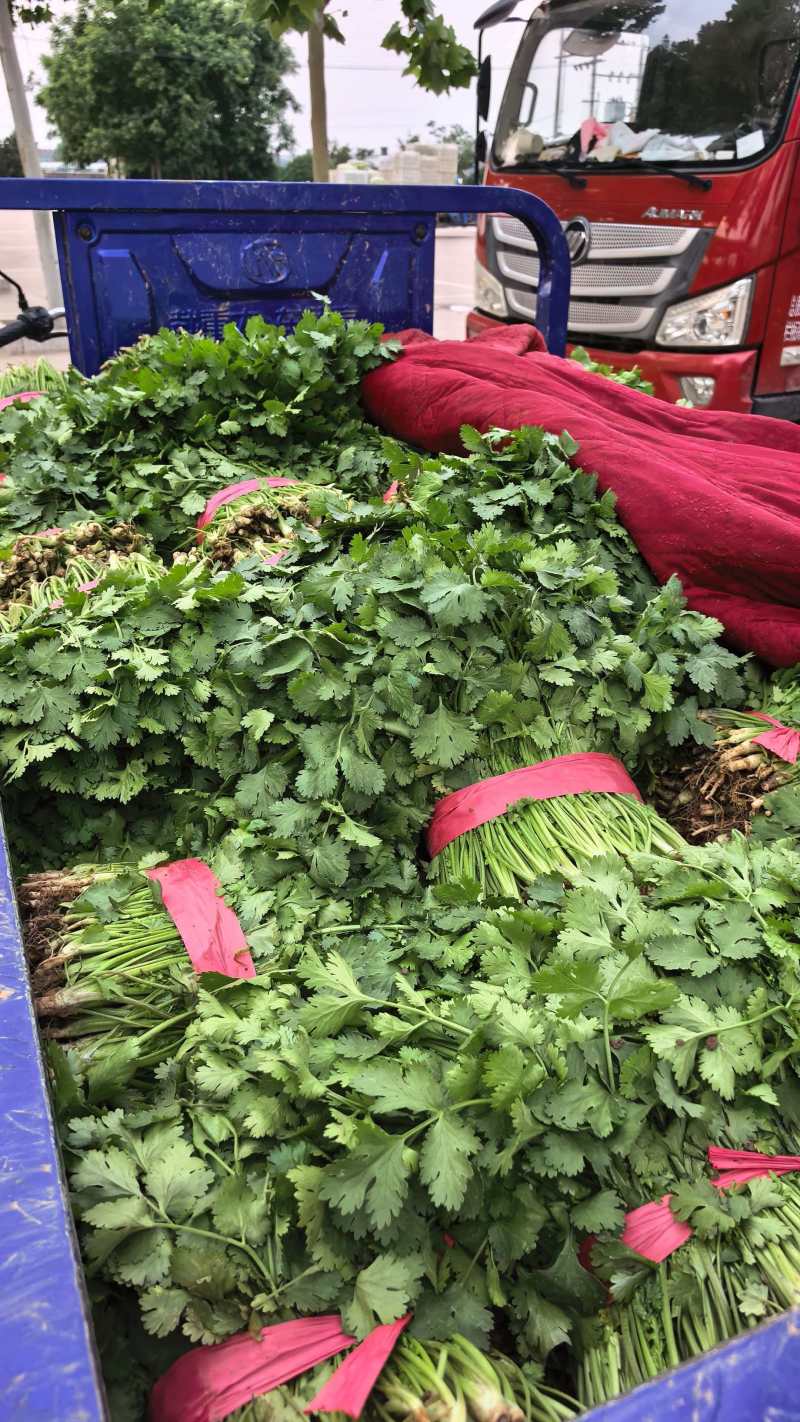 河北大叶香菜基地直发常年大量供应可视频看货订货