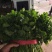 河北大叶香菜基地直发常年大量供应可视频看货订货