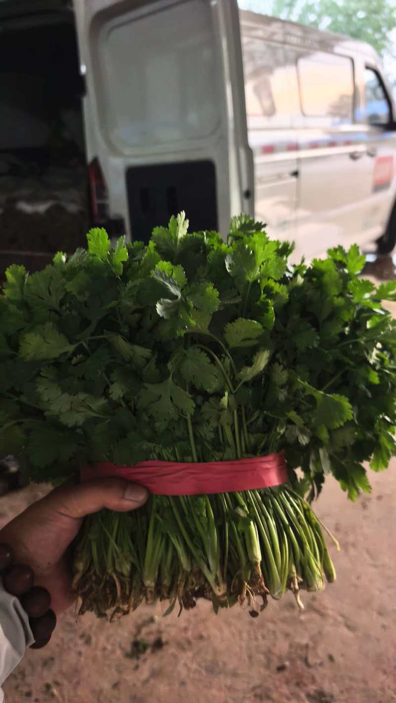 河北大叶香菜基地直发常年大量供应可视频看货订货