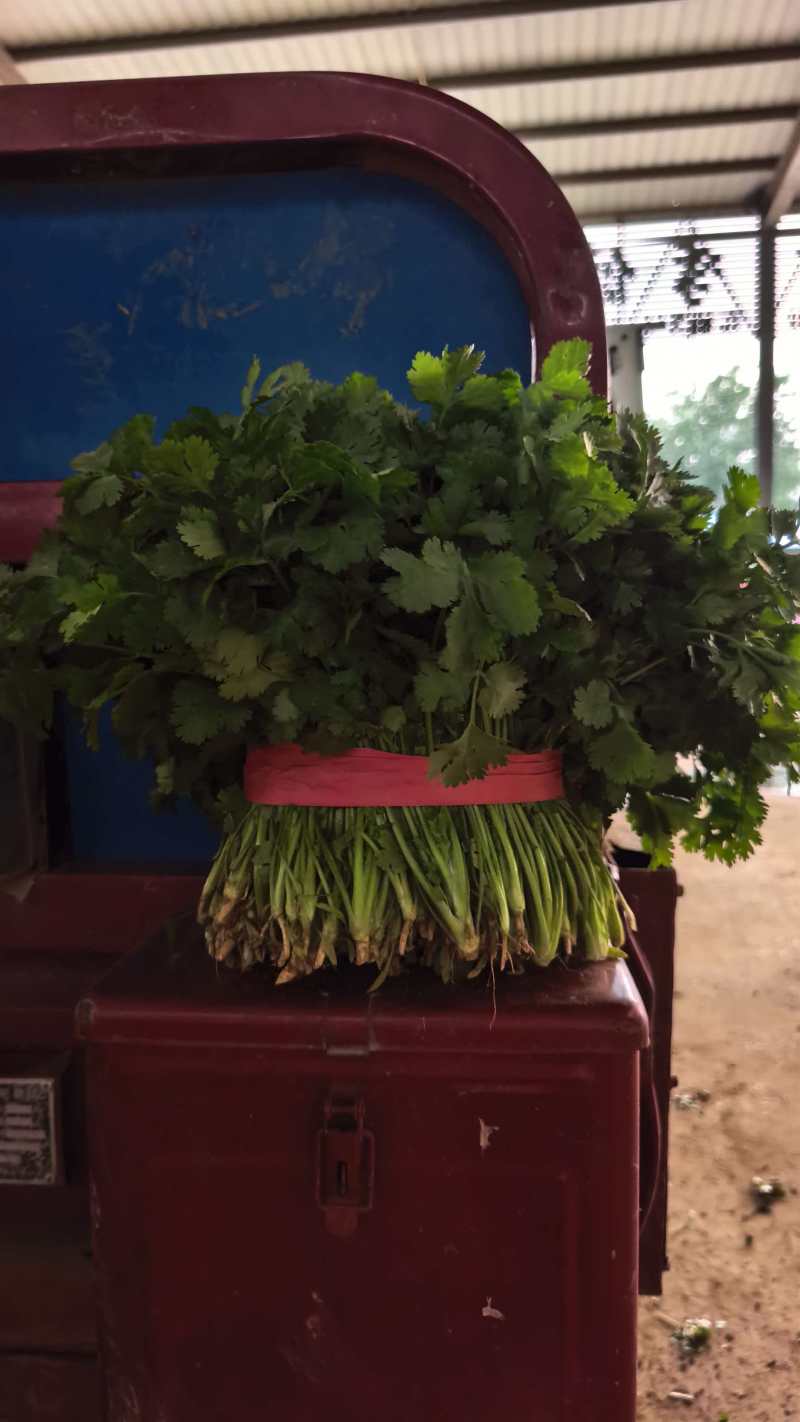 河北大叶香菜基地直发常年大量供应可视频看货订货
