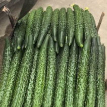 高原绿色精品黄瓜