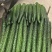 【推荐】精品密刺黄瓜保质保量产地直供价格可谈