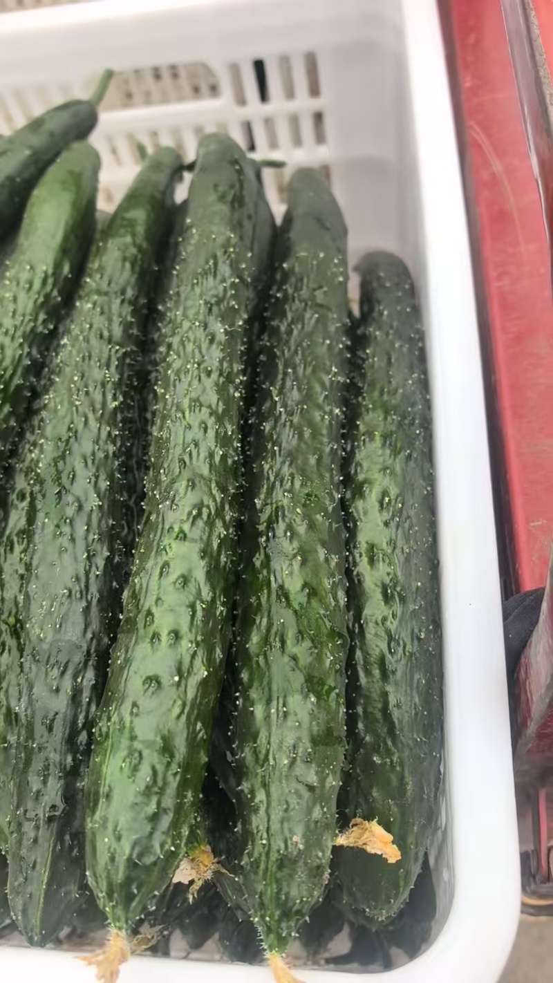 【推荐】精品密刺黄瓜保质保量产地直供价格可谈