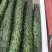 精品密刺黄瓜大量上市诚信经营一手货源欢迎老板联系采购！