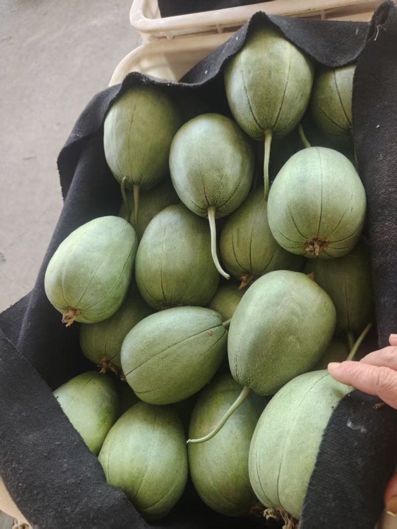 芝麻脆宝甜瓜网袋纸箱托盘礼盒都有按需分拣打包装车现货