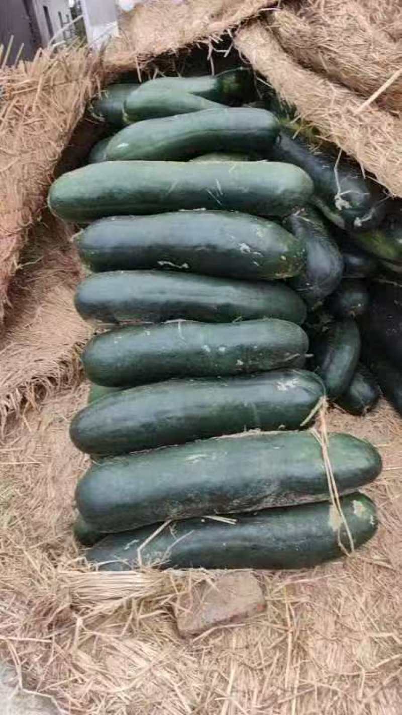 黑皮冬瓜皮薄肉多品质好货，物美价廉！欢迎各位老板前来选购！