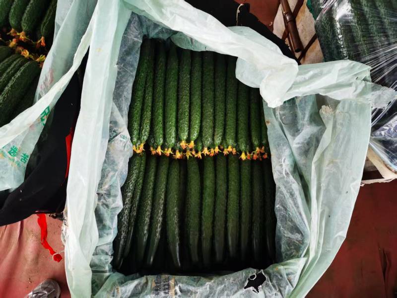 黄瓜供应：对接KA商超与社区团购，支持一件代发与整车发货