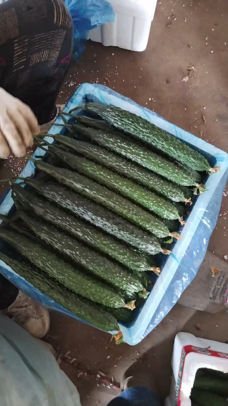 黄瓜供应：对接KA商超与社区团购，支持一件代发与整车发货