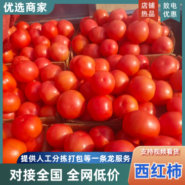 《硬粉西红柿》弧二起步大量上市产地直供质量保证