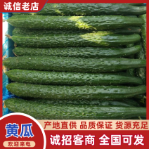 《密刺黄瓜》密刺油亮黄瓜超市直供、电商产地直供