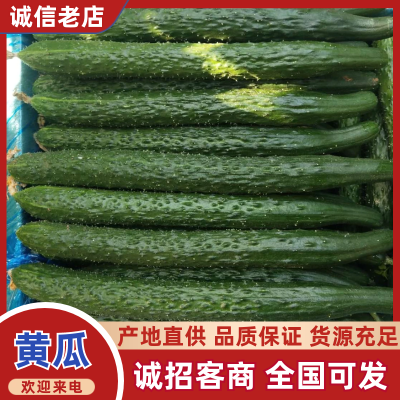 《密刺黄瓜》密刺油亮黄瓜超市直供、电商产地直供