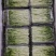 浙江温州芽苗菜净菜豌豆苗/大量上市/量大价优/诚信经营